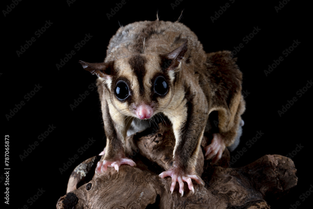 The Sugar Glider (Petaurus breviceps) is holding the baby. Sugar Glider is a small exotic pet native to Australia and Indonesia. The Sugar Glider (Petaurus breviceps) is holding the baby. Sugar Glider is a small exotic pet native to Australia and Indonesia.