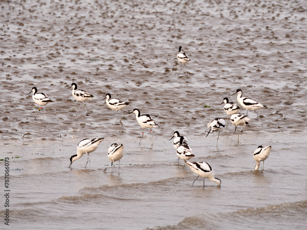 Pied avocets feeding at low tide on Wadden Sea near Den Oever, North Holland, Netherlands Pied avocets feeding at low tide on Wadden Sea near Den Oever, North Holland, Netherlands