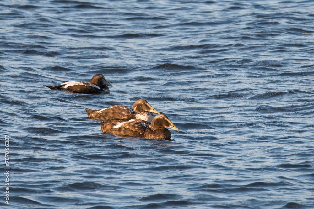 Eiders, Somateria mollissima, adults in eclipse plumage swimming in Limfjord, Nordjylland, Denmark - obrazy, fototapety, plakaty 