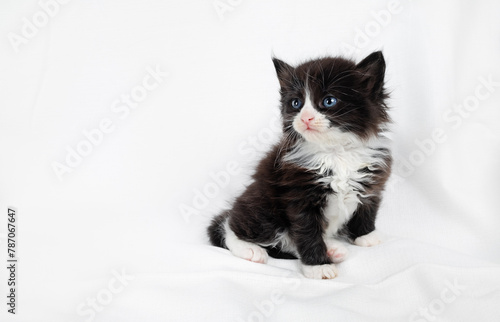 Cute black and white kitten cat sits on white towel background. Copy space.