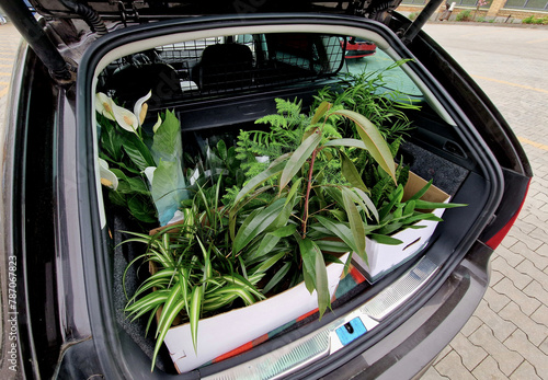 a car trunk full of plants that wives buy for the interior as decoration. in boxes in the parking lot in the family station wagon car