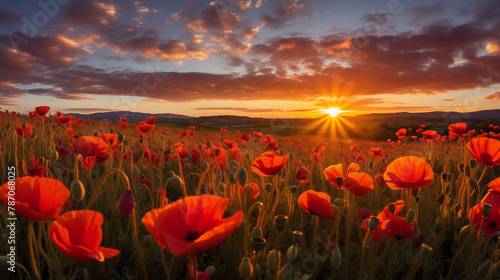 Stunning Sunset Glow Over Field of Red Poppies Landscape