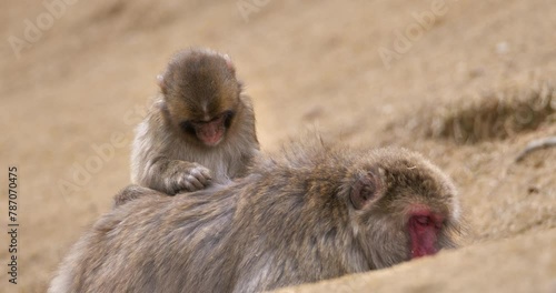 Japanese macaque or snow monkey grooming.