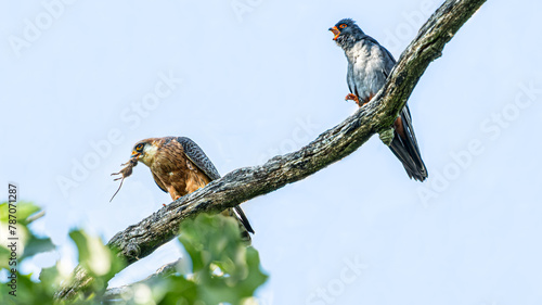 Rotfußfalke (Falco vespertinus) hat eine Maus als Brautgeschenk überreicht, Weibchen hat Maus in Schnabel, Männchen hat geöffneten Schnabel