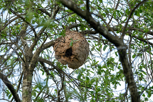 Asian wasp nest, Vespa velutina in a tree.