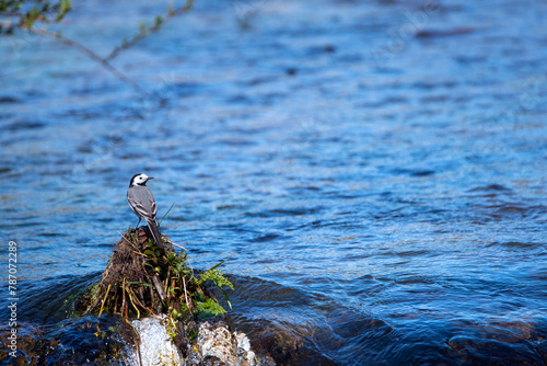 White wagtail perched on a perch in the river.