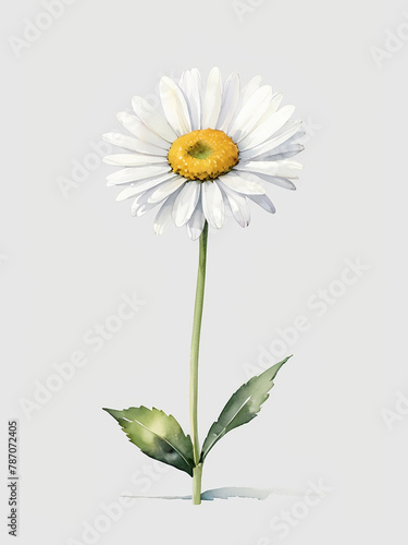 water color white daisy 2 © Niche Studio