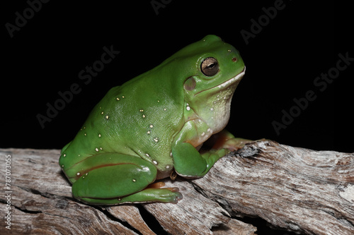 Australian Green Tree Frog resting on tree branch