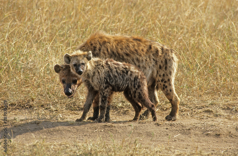 Hyène tachetée, Crocuta crocuta , Afrique de l'Est