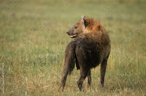 Hyène tachetée, Crocuta crocuta , Afrique de l'Est © JAG IMAGES