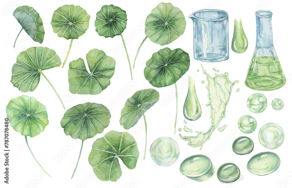 Centella asiatica, gotu cola leaves, flask, beaker, green splashes, bubbles and drops. Hand drawn pennywort watercolor illustration for cosmetics, packaging, beauty, labels, herbal dietary supplements - obrazy, fototapety, plakaty 