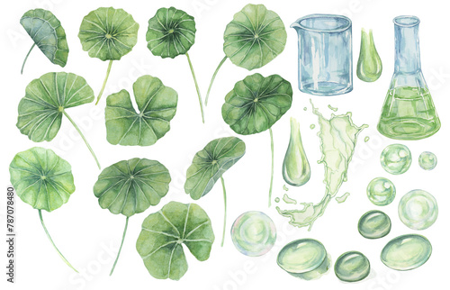 Centella asiatica, gotu cola leaves, flask, beaker, green splashes, bubbles and drops. Hand drawn pennywort watercolor illustration for cosmetics, packaging, beauty, labels, herbal dietary supplements photo