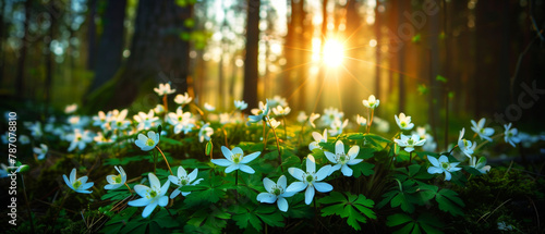 Sunny Woodland Glade with Blooming White Anemone Flowers in Spring. Spring banner. Generative AI