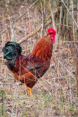brown rooster on a farm
