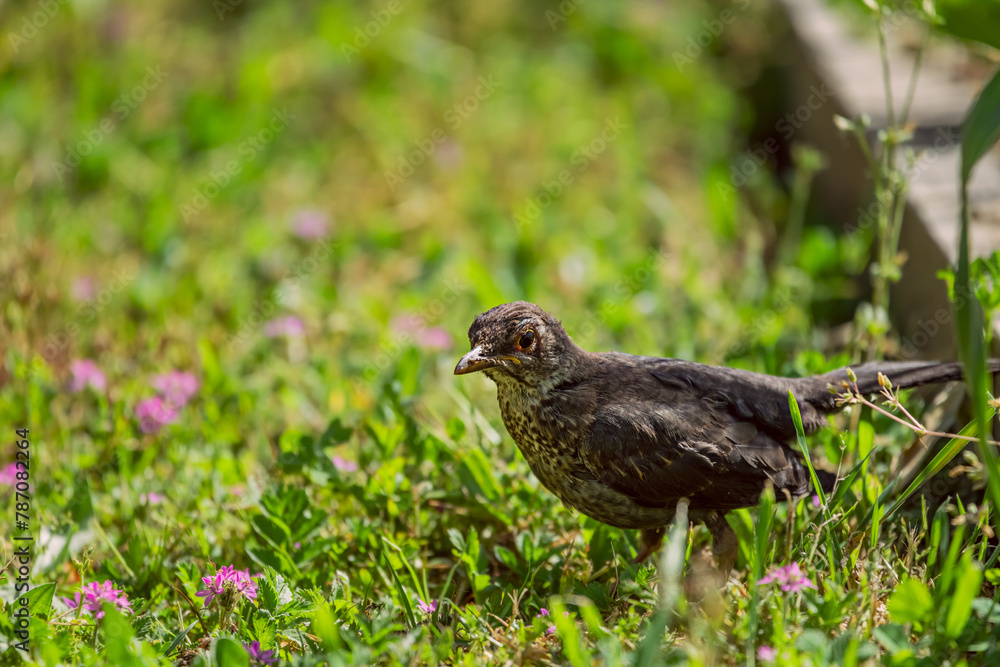 The female blackbird has brown plumage, the tones of which vary from one individual to another, presenting darker areas The female blackbird has brown plumage, the tones of which vary from one individual to another, presenting darker areas