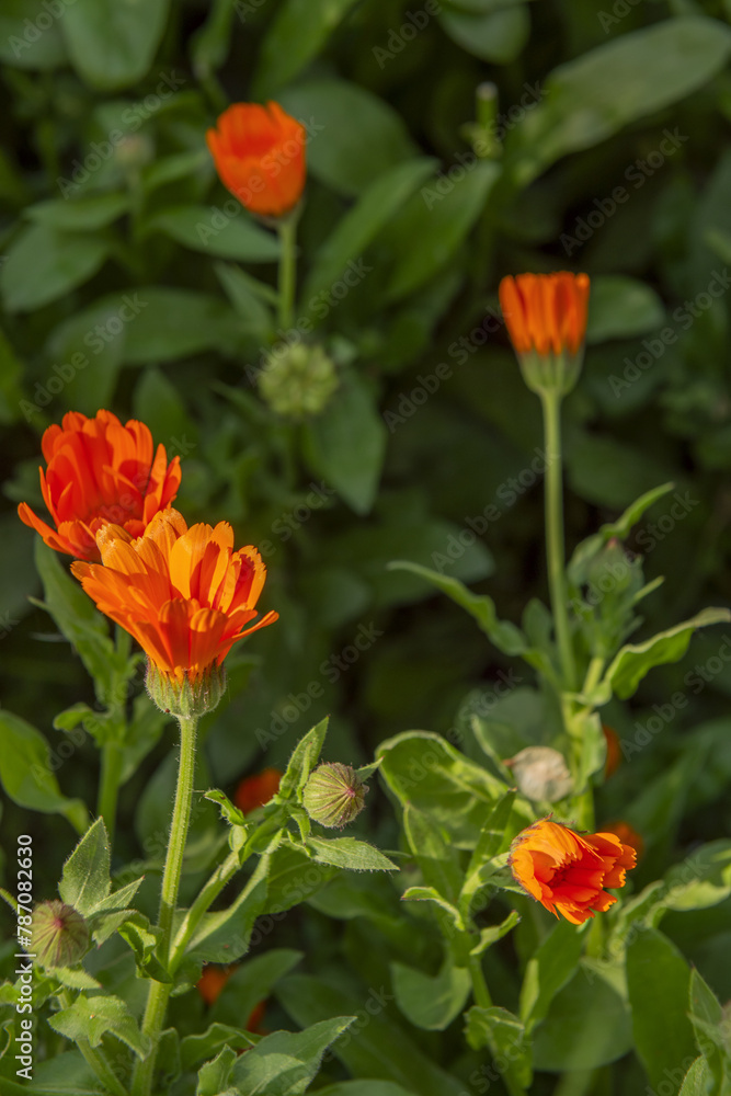 Small orange flowers with straight stems on green grass background, flowers opening in the sun