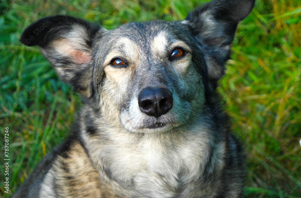 A dog with saA dog with sad eyes.
It is clear that she enjoys communicating with the person (the photographer).
d eyes. A dog with saA dog with sad eyes.
It is clear that she enjoys communicating with the person (the photographer).
d eyes.