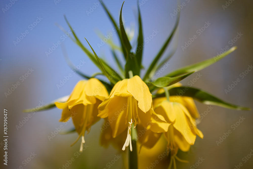 Fritillaria imperialis (crown imperial, imperial fritillary or Kaiser's crown) is a species of flowering plant in the lily family. Fritillaria imperialis (crown imperial, imperial fritillary or Kaiser's crown) is a species of flowering plant in the lily family.