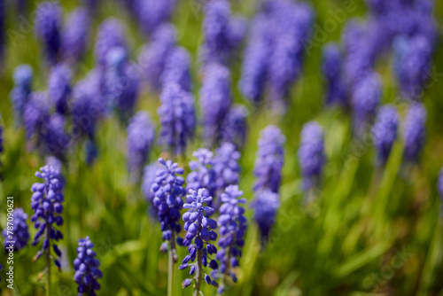 Muscari armeniacum grows and blooms in the garden in spring