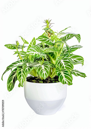 House Indoor Plant in a white Pot Digital Art Wallpaper Background Backdrop Brainstorming Cover Card