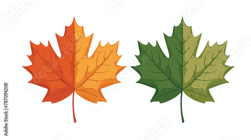 Maple leaf vector illustration design template flat Vector