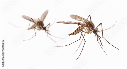 two mosquitoes isolated on white background insect