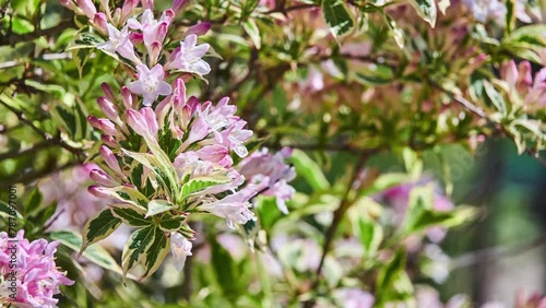 Wallpaper Mural Weigela Variegata. Weigela is a genus of deciduous shrubs in family Caprifoliaceae. All are natives of eastern Asia. Genus is named after German scientist Christian Ehrenfried Weigel. Torontodigital.ca