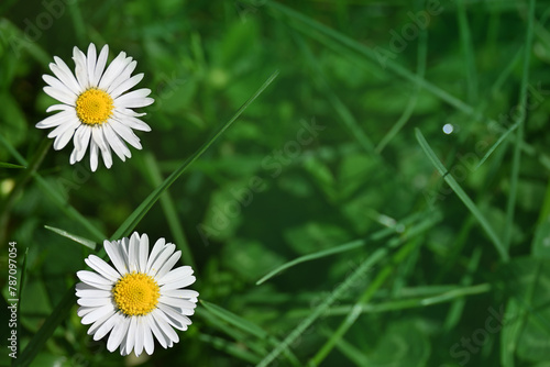 Two daisies in the green meadow. Free copy space.