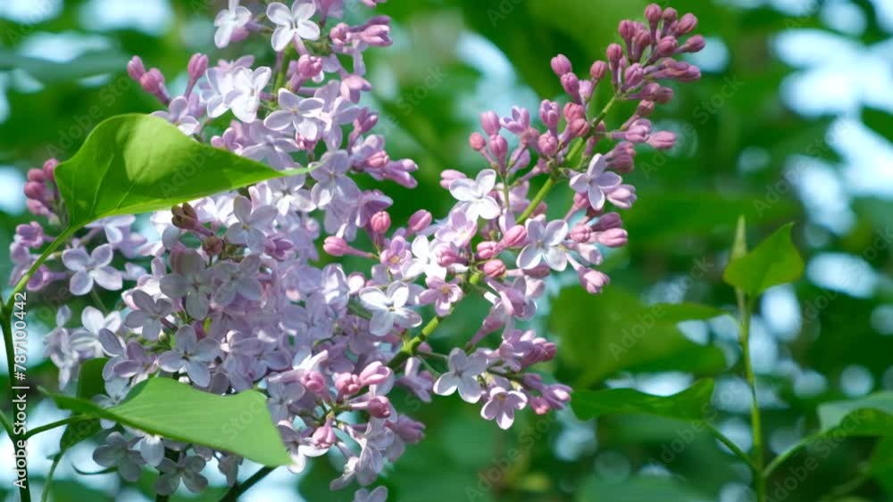 Blooming lilac in spring, close-up, slow motion. Blooming lilac in spring, close-up, slow motion.