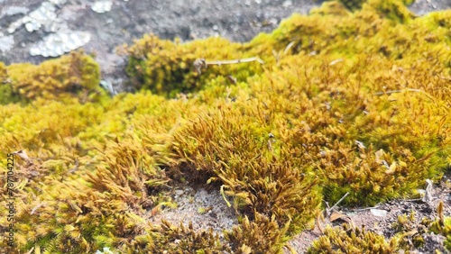 Close up of moss texture