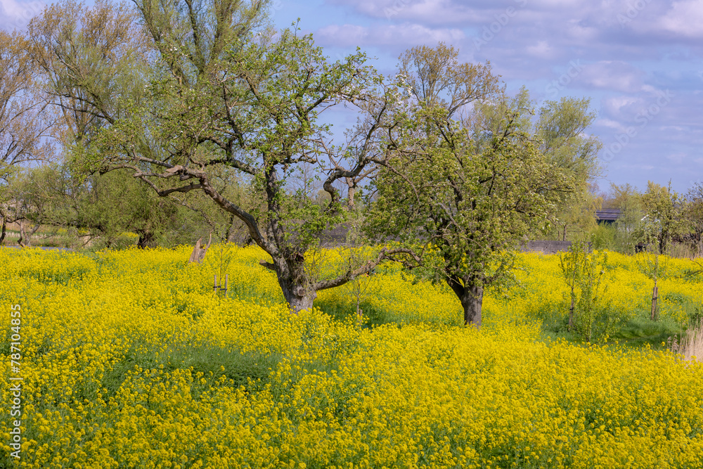 Spring landscape, Golden yellow flowers and blue sky, White mustard (Sinapis alba) is an annual plant of the family Brassicaceae, Rapeseed or Oilseed rape, Groeneweg, Schalkwijk, Utrecht, Netherlands.