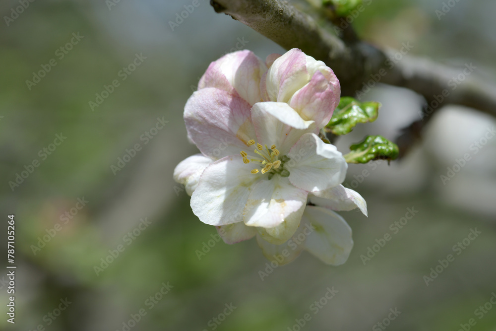 Obraz premium リンゴの花