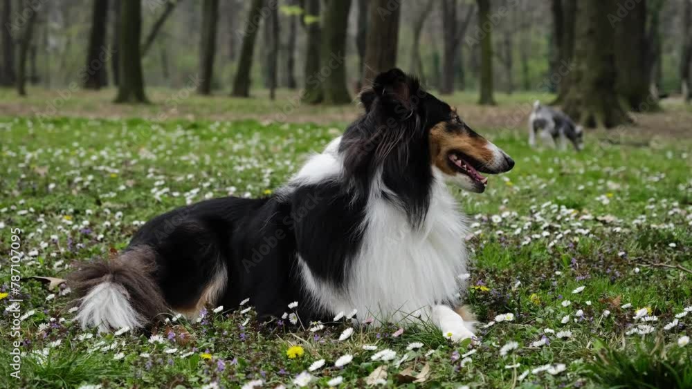Tricolor Rough Collie poses in spring park. Scottish Collie dog, Long-haired English Collie lies in nature on green grass with wild flowers. Portrait of cute friendly pet outdoor Tricolor Rough Collie poses in spring park. Scottish Collie dog, Long-haired English Collie lies in nature on green grass with wild flowers. Portrait of cute friendly pet outdoor