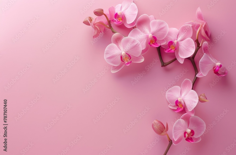 Pink Flower Blooming on Pink Background