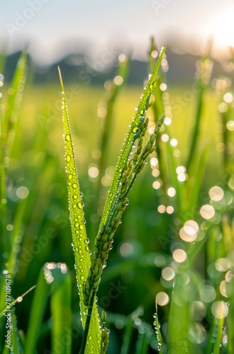 Close Up of Grass With Water Droplets