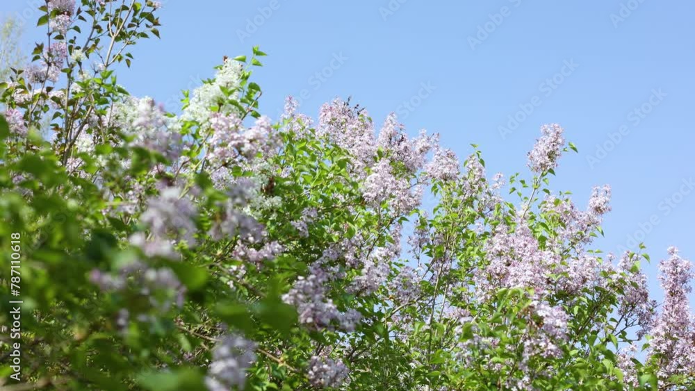 Beautiful and charming lilac with delicate fragrance Beautiful and charming lilac with delicate fragrance