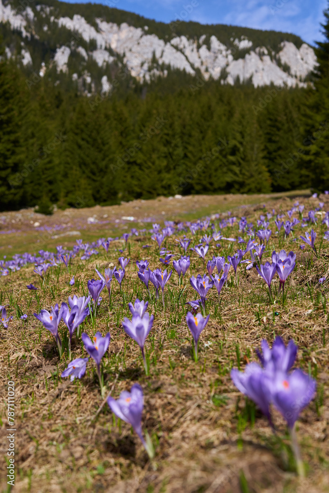 Purple crocus flowers on the mountain