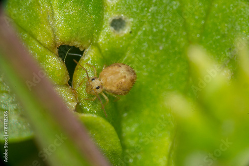 The lucerne flea Sminthurus viridis is a primitive, wingless insect. It is not related to the fleas which attack animals and humans. photo