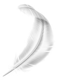 Falling white quill. Realistic fluffy angel feather