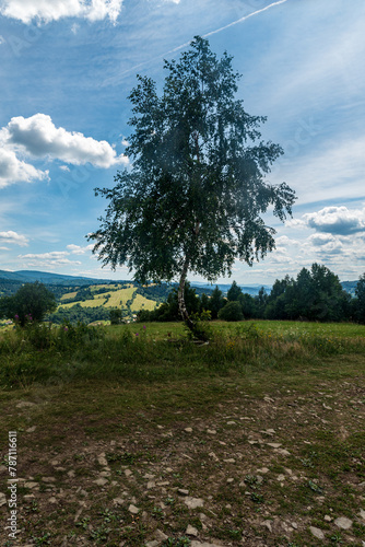 Isolated birch tree on meadow with hills on the background in Kysucke Beskydy mountains in Slovakia © honza28683