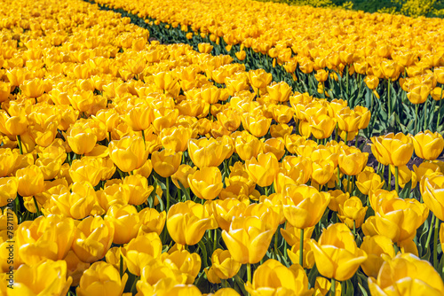 Bright yellow flowering tulips in the field of a specialized Dutch tulip bulb grower in the province of South Holland. The photo was taken at the beginning of the spring season.