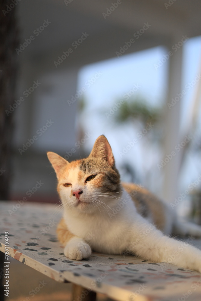 orange Thai cat sleeping calm and relax on table 