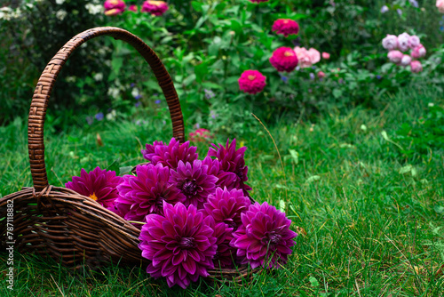 Purple Dahlia "Thomas A.Edison" in a basket