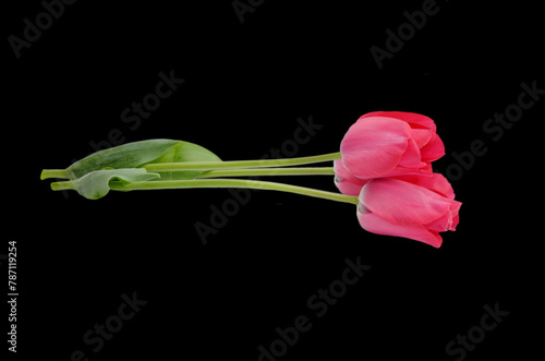 Tulip flowers are set black background. Tulips flowers bundle