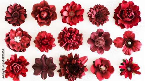 Collection of various red-flowered don a white background,  photo