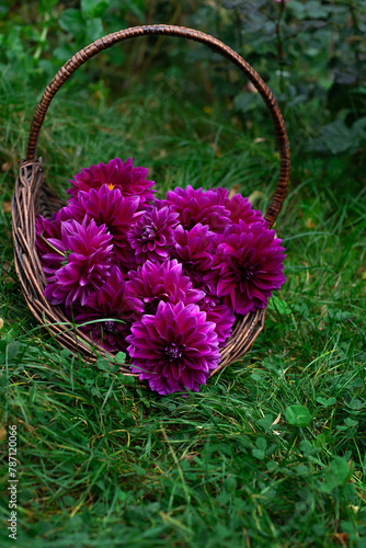Purple Dahlia "Thomas A.Edison" in a basket