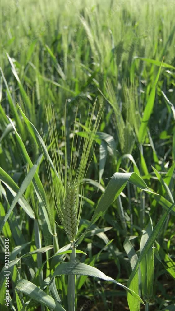 Ear of barley or rye in a field of cereals Ear of barley or rye in a field of cereals