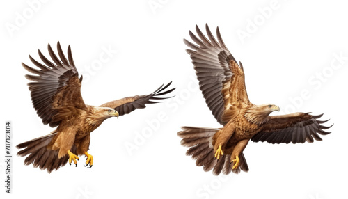 two eagle in flight isolated on transparent background cutout