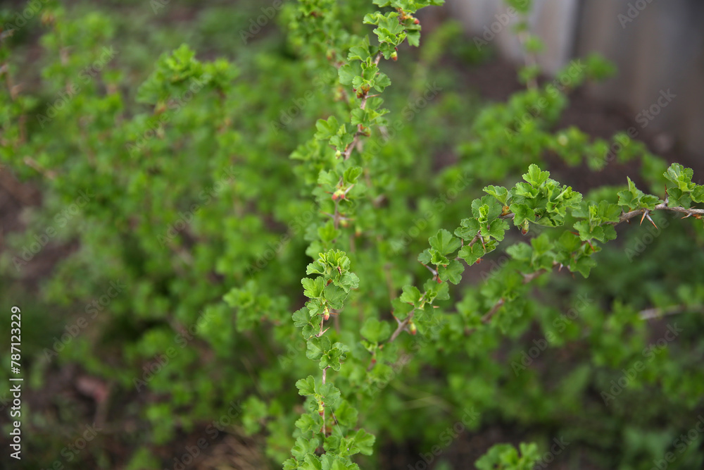 branches of trees and bushes in spring branches of trees and bushes in spring