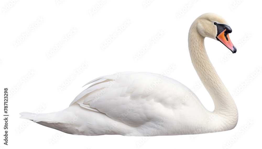 swan on the water isolated on transparent background cutout swan on the water isolated on transparent background cutout